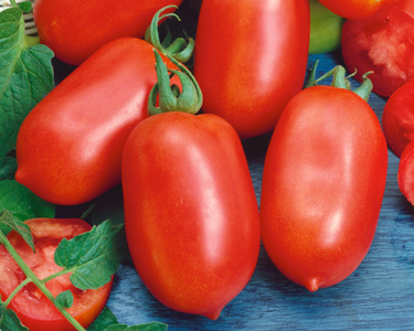 Roma Tomato Seeds